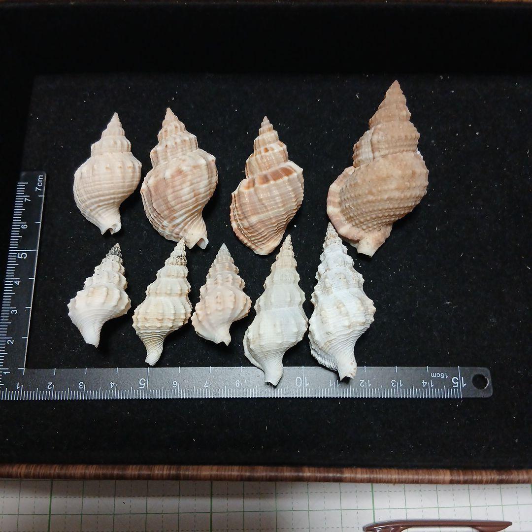 貝殻まとめ売り 30