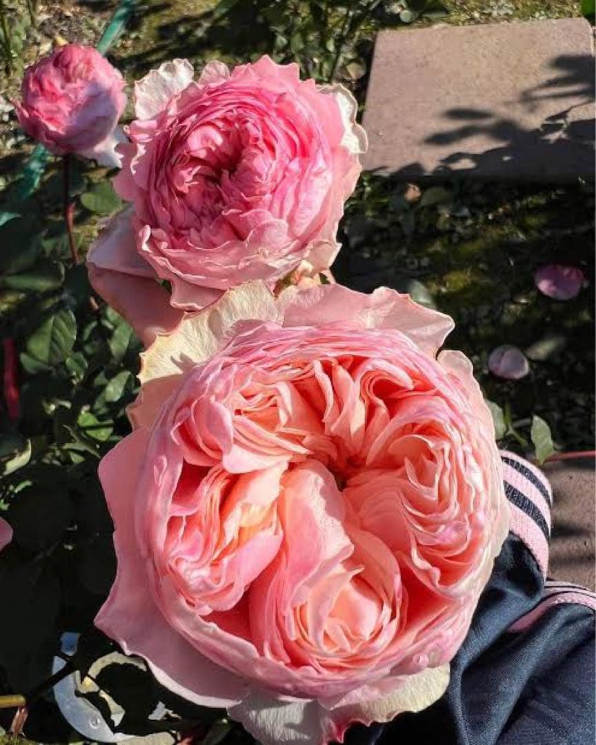 切り花品種バラ苗　Victorian Drea♡ Rose