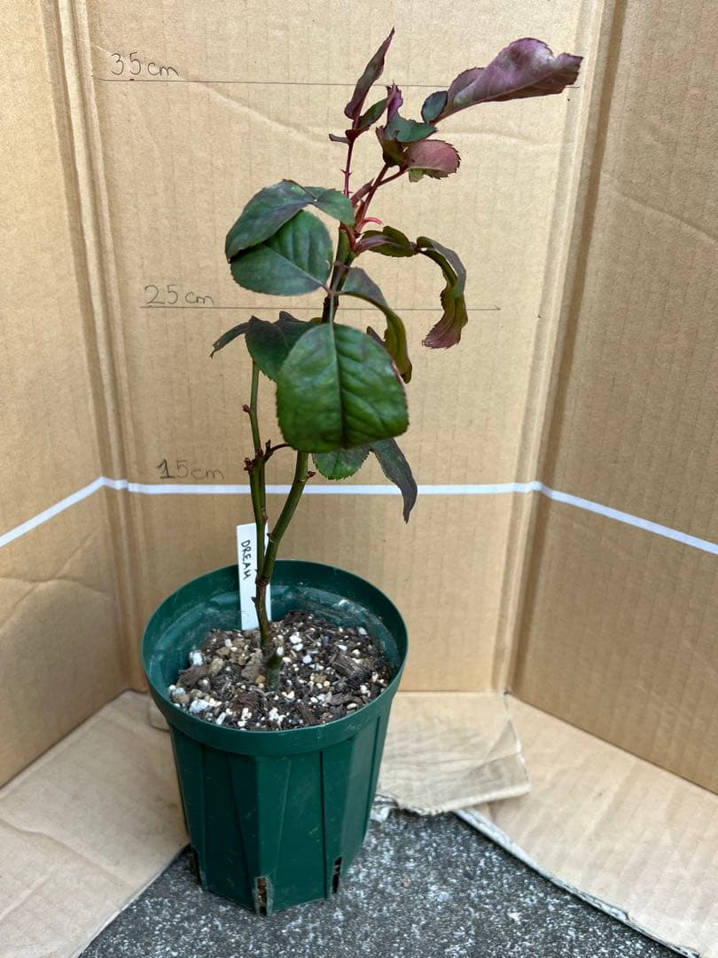 切り花品種バラ苗　Victorian Drea♡ Rose