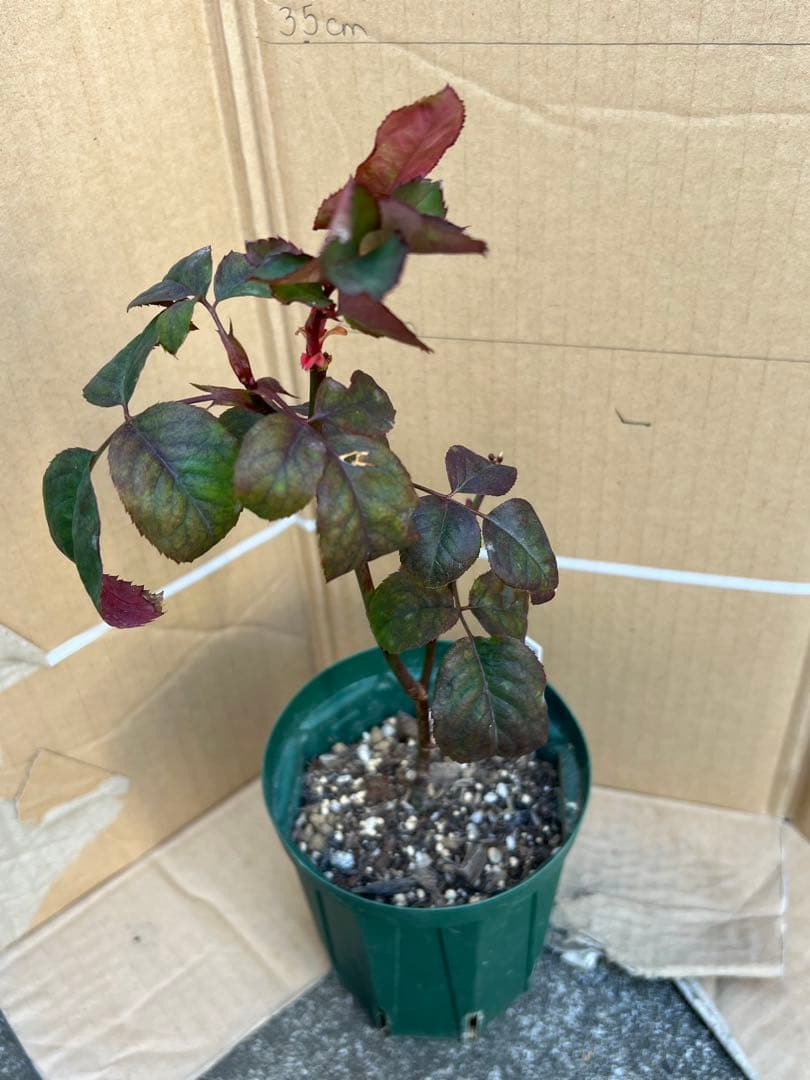 切り花品種バラ苗　Victorian Drea♡ Rose