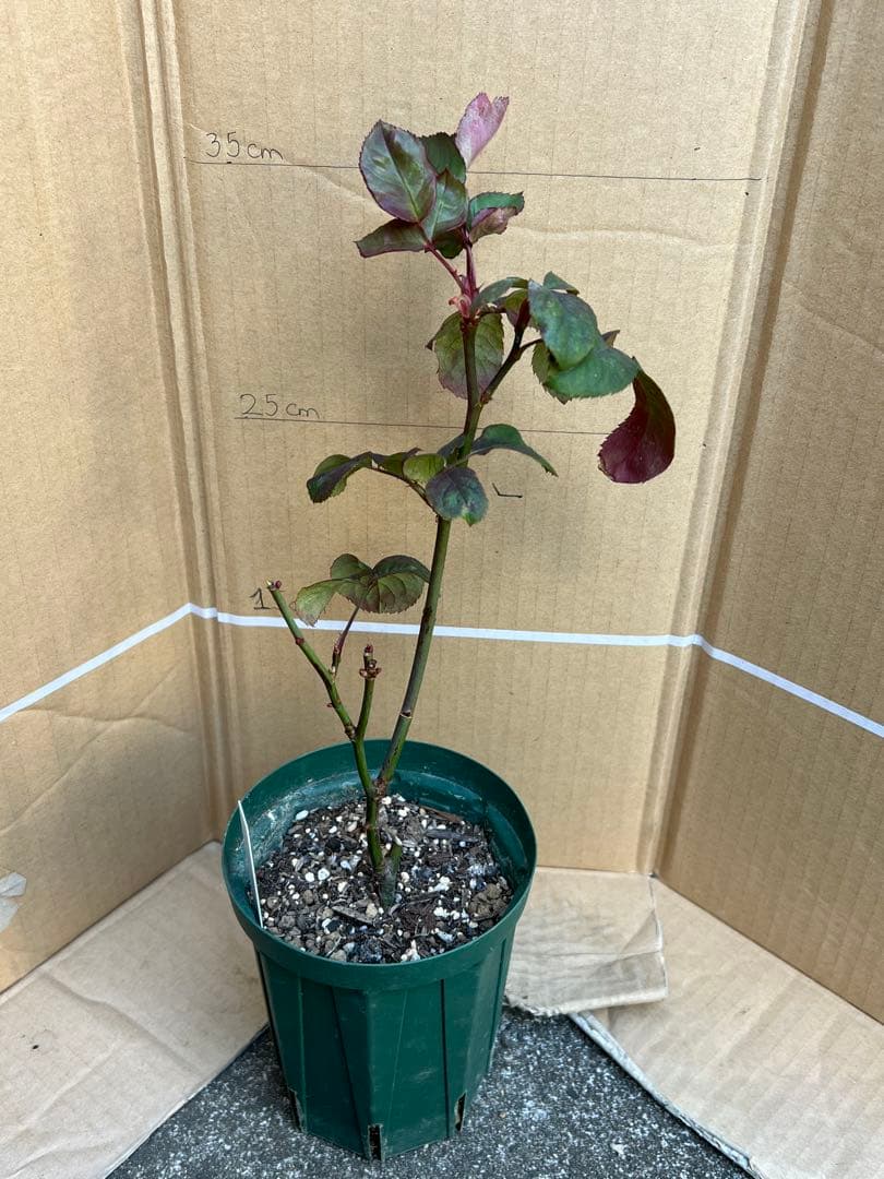 切り花品種バラ苗　Victorian Drea♡ Rose