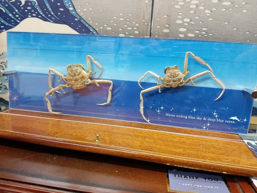 平家怨霊サムライ人面蟹稀少レアリアル立体リアル標本横幅３０Ｘ縦１０センチ置物