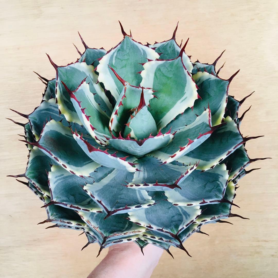 【稀少】アガベ 吉祥冠錦 九段 TC株 極上大株