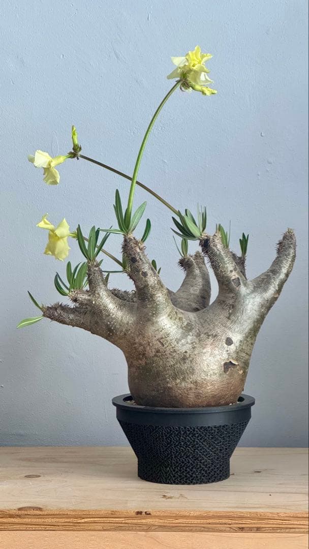 パキポディウム イノピナツム　発根済み　コレクション株　巨大イノピナツム