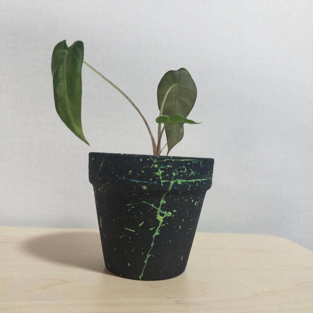 素焼き鉢　3個セット　オリジナルペイント鉢sp-1