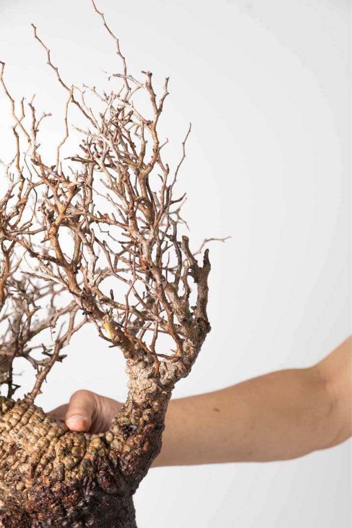 DP27　オペルクリカリア パキプス ベアルート株