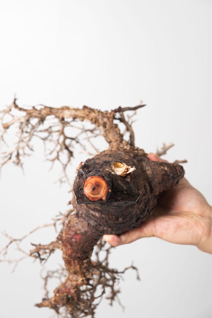 DP27　オペルクリカリア パキプス ベアルート株