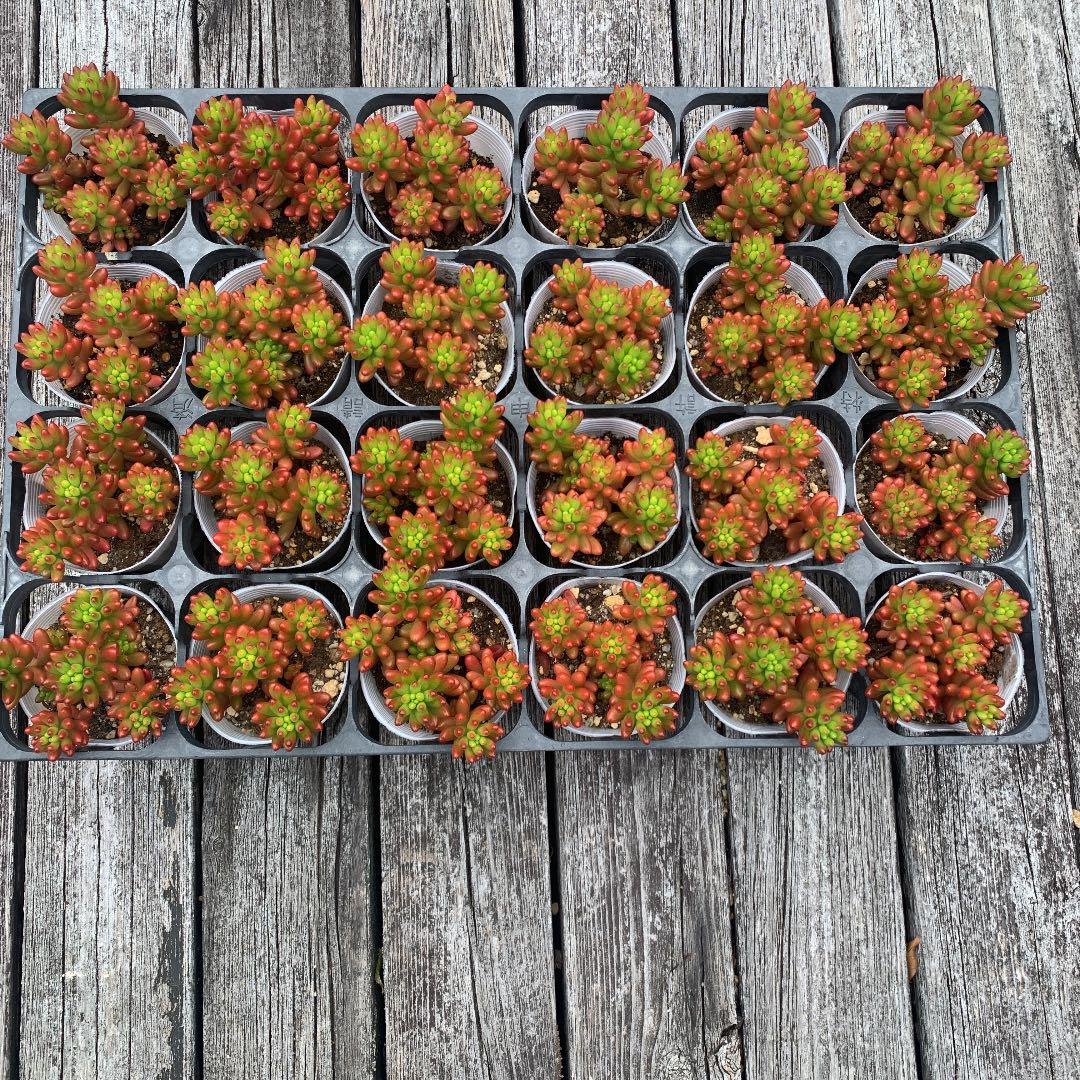 ニジノタマ　虹の玉　多肉植物　セダム