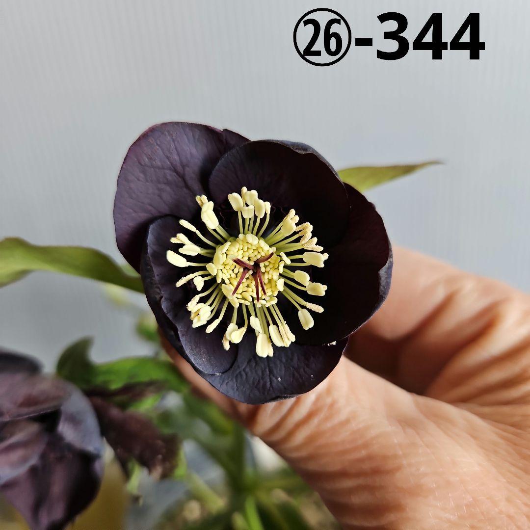 ✿㉖-344クリスマスローズ