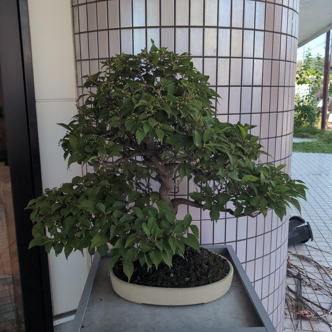 りょう 盆栽 紫式部 実沢山