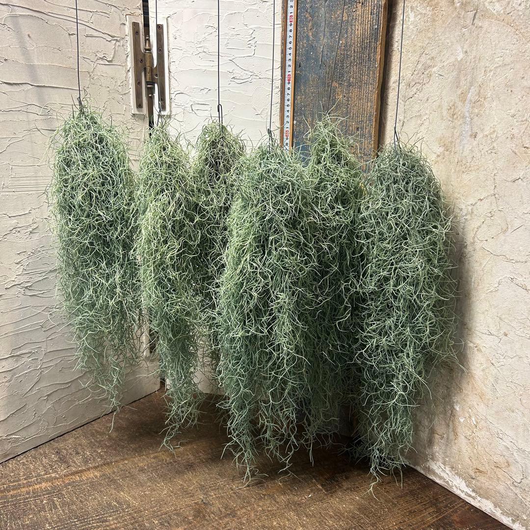 エアープランツ　チランジア　ウスネオイデス　大束6つ　スパニッシュモス