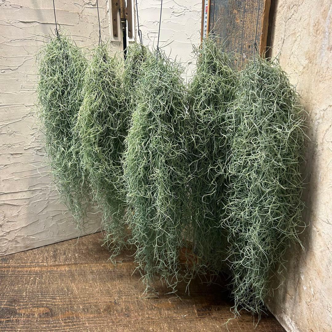 エアープランツ　チランジア　ウスネオイデス　大束6つ　スパニッシュモス