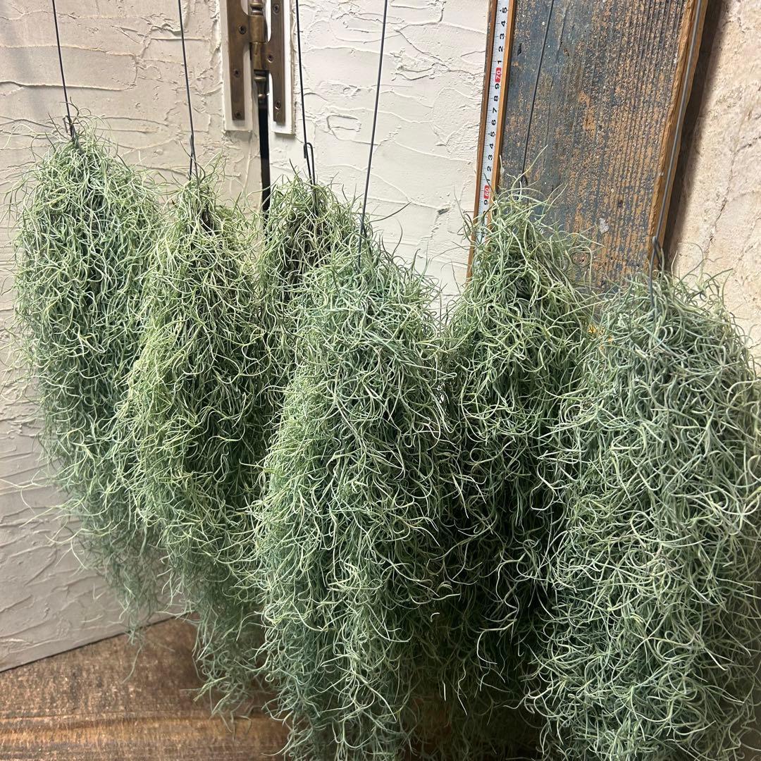 エアープランツ　チランジア　ウスネオイデス　大束6つ　スパニッシュモス