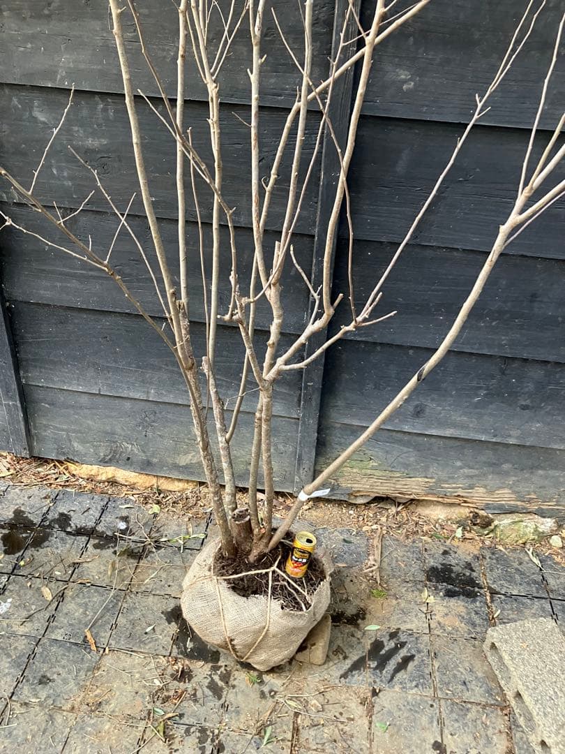 42 山採り　ナツハゼ