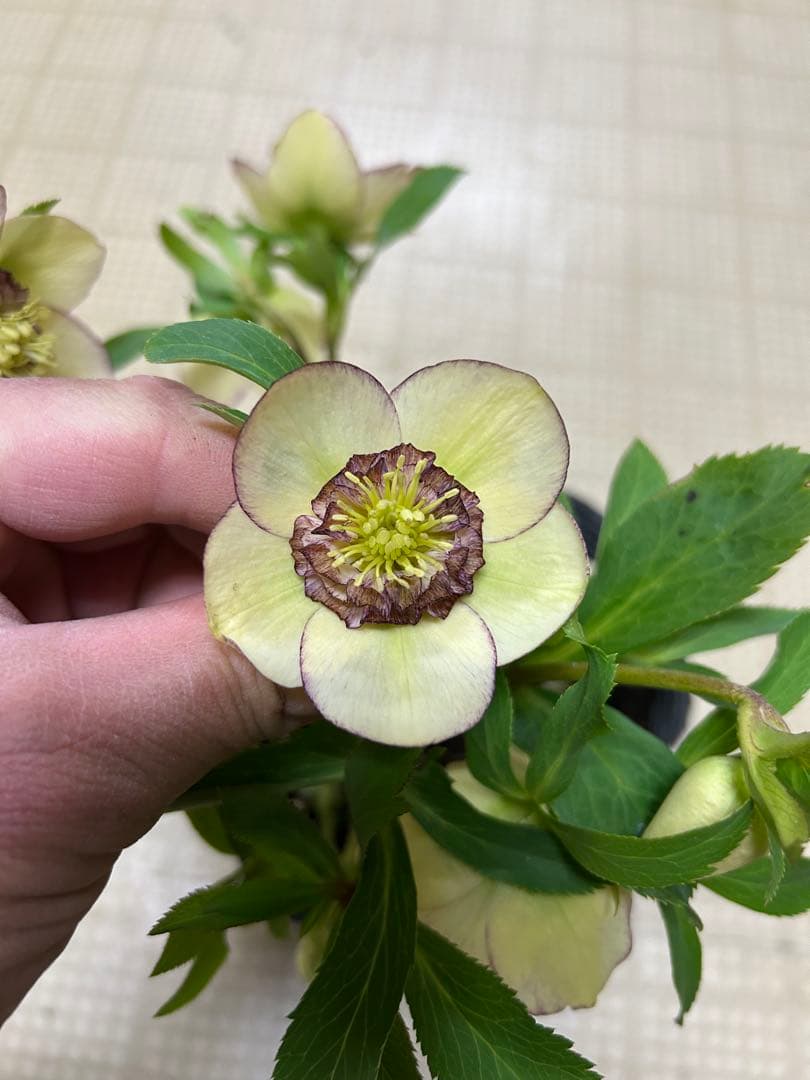 フレグランス系