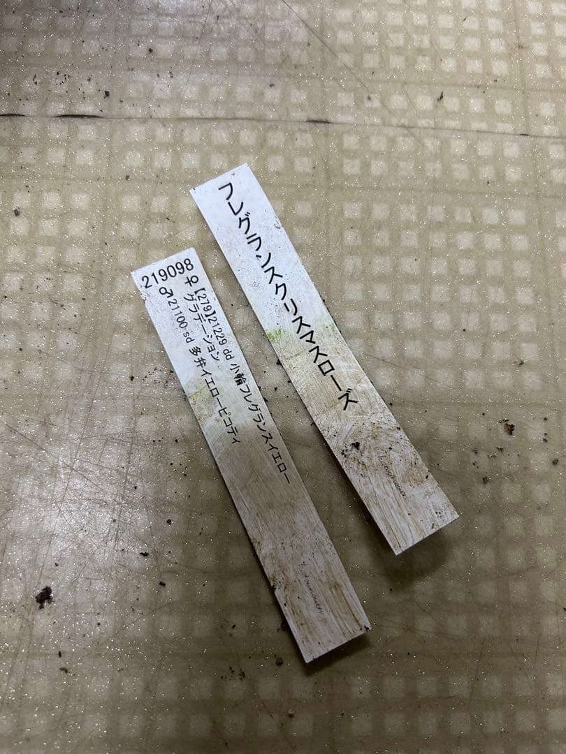 フレグランス系