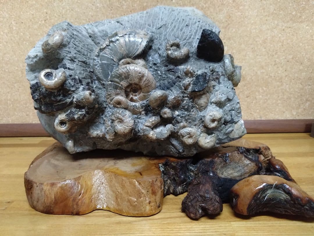 アンモナイト化石