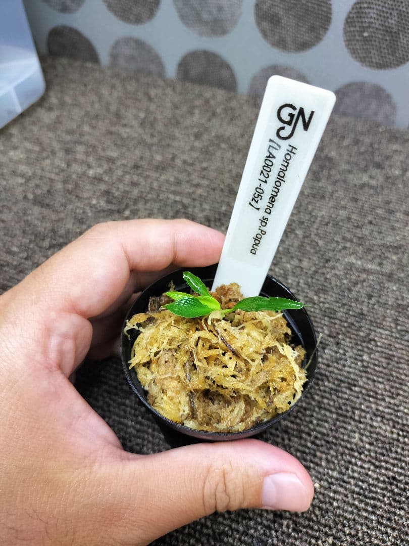 LA便 Homalomena sp.Papua Barat ホマロメナ