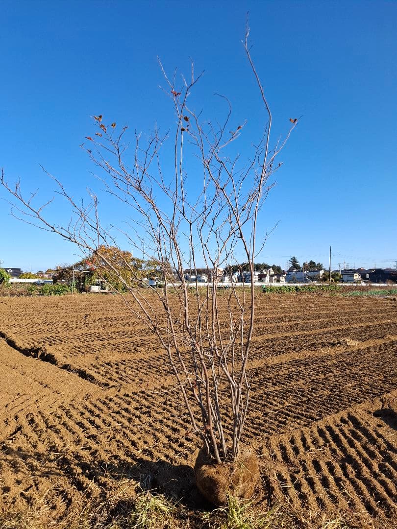ナツハゼ 大株 ―― アオダモ アオハダ モミジ 山彩り ――
