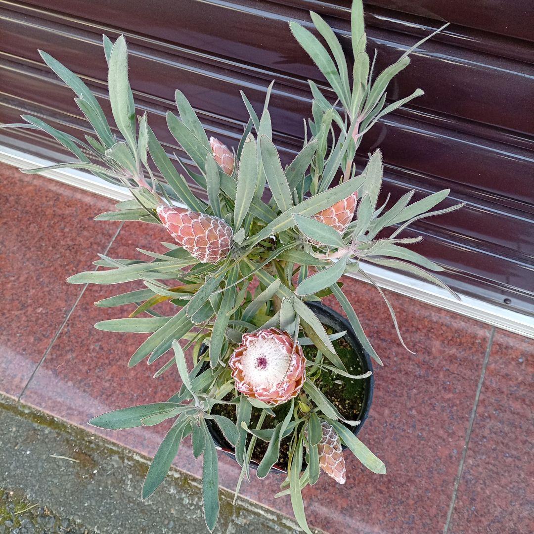 希少プロテア　ジュリエット　7号高さ65ｃｍ　幹太　花蕾5輪
