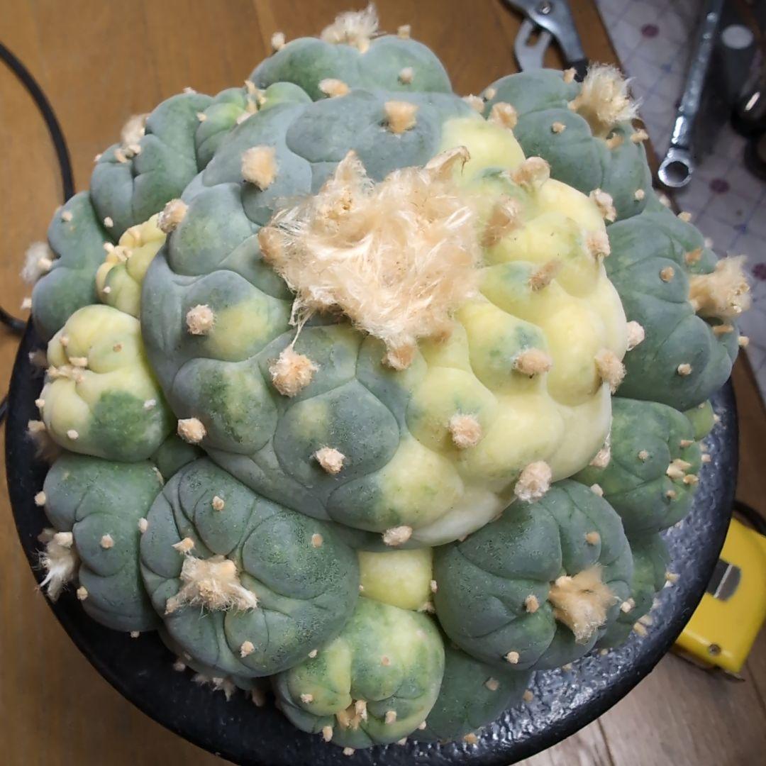 はたく　谷田貝　赤花銀冠玉錦　かき仔2個