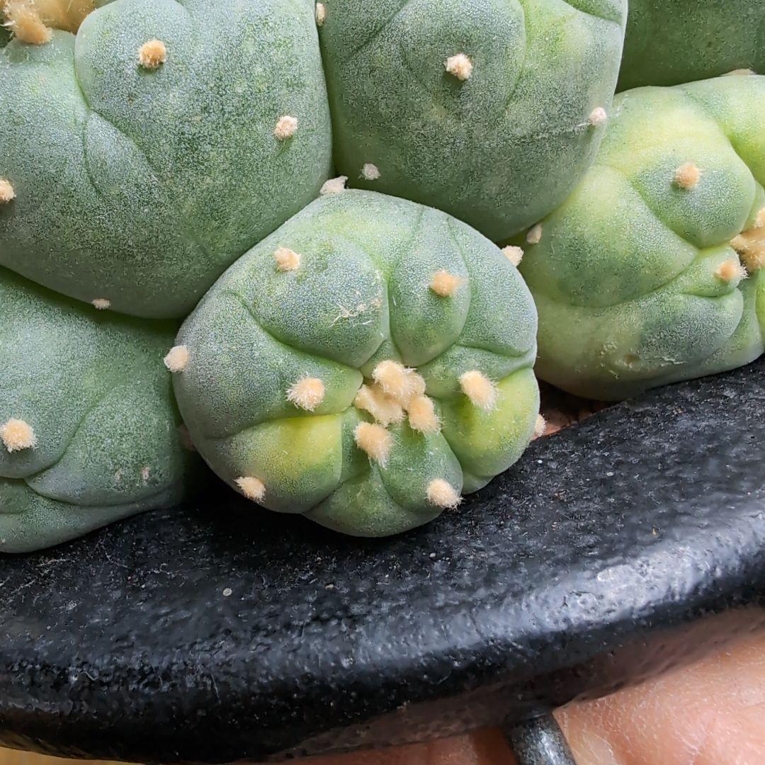 はたく　谷田貝　赤花銀冠玉錦　かき仔2個