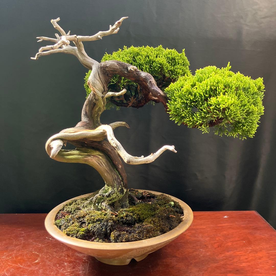 糸魚川真柏 盆栽