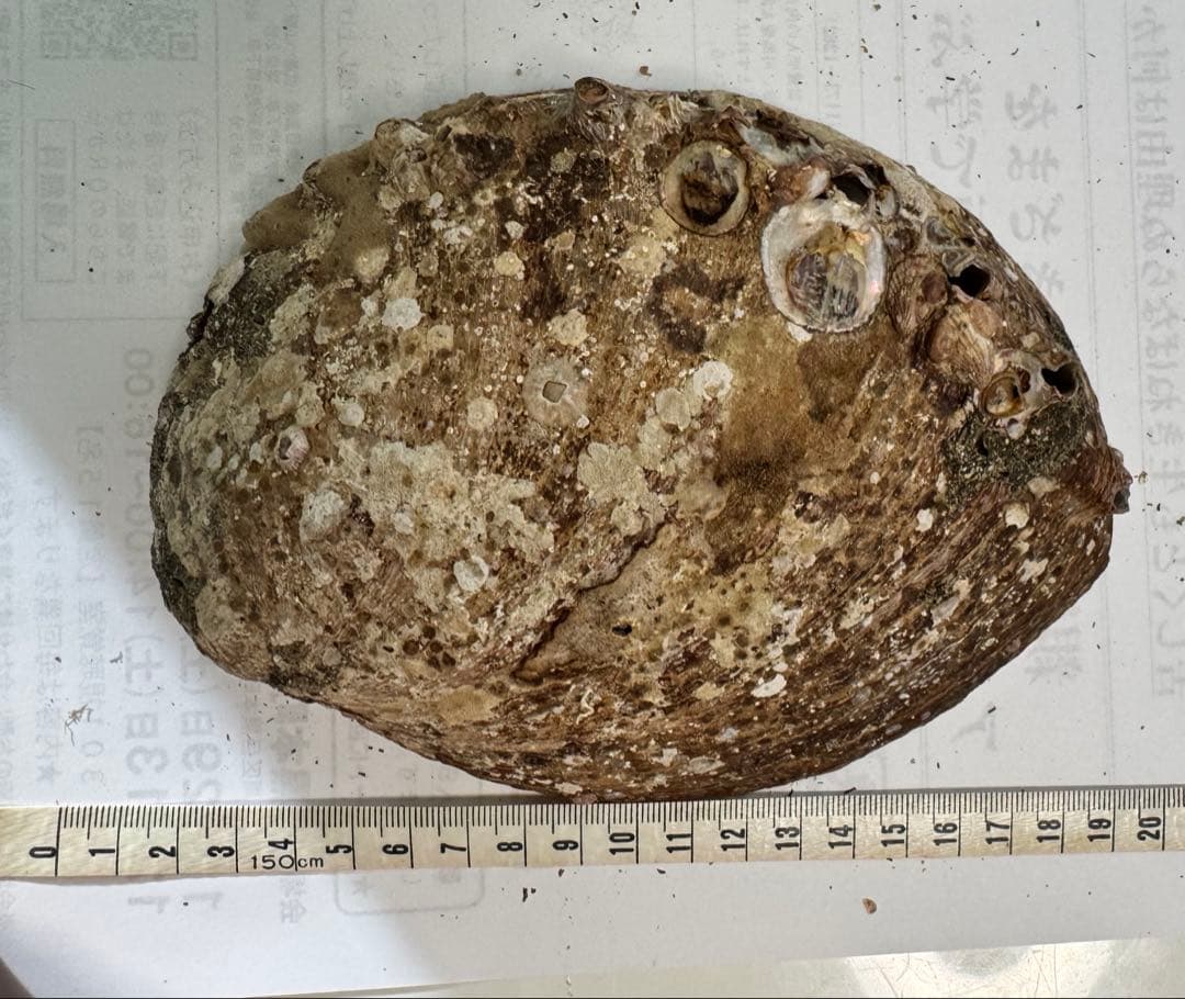 あわび　貝殻　約19×13㎝