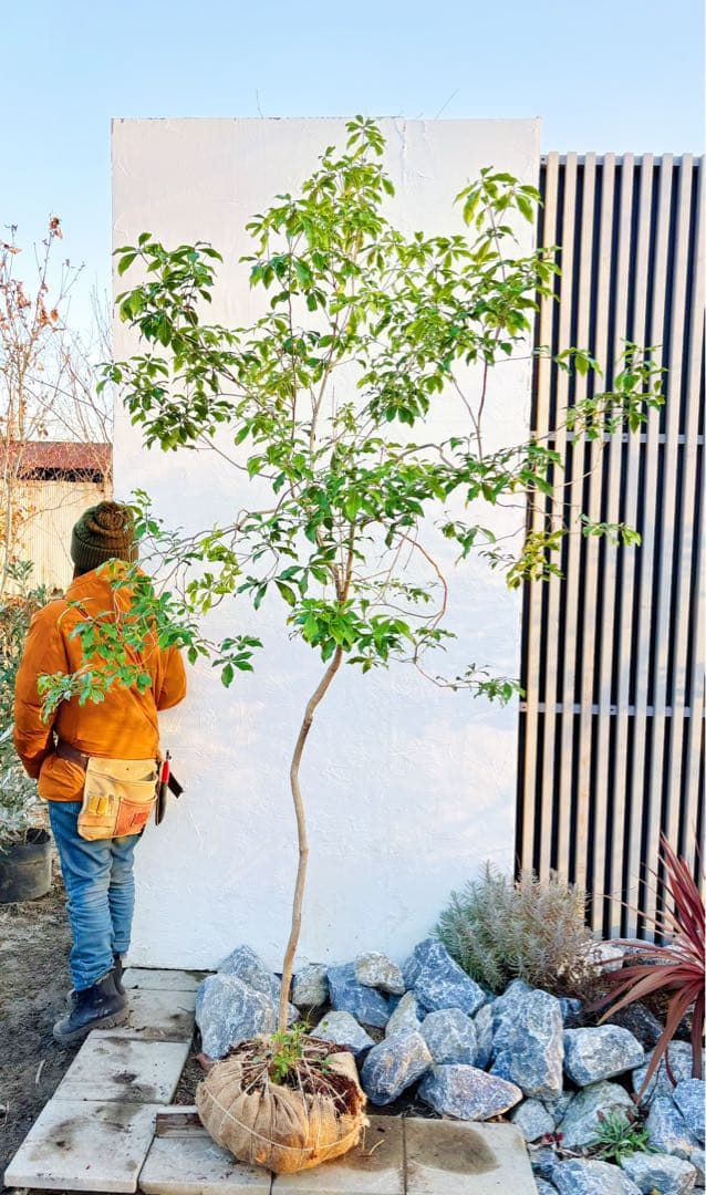 超逸品。山採りアセビ2.5M(鉢底から)品番A