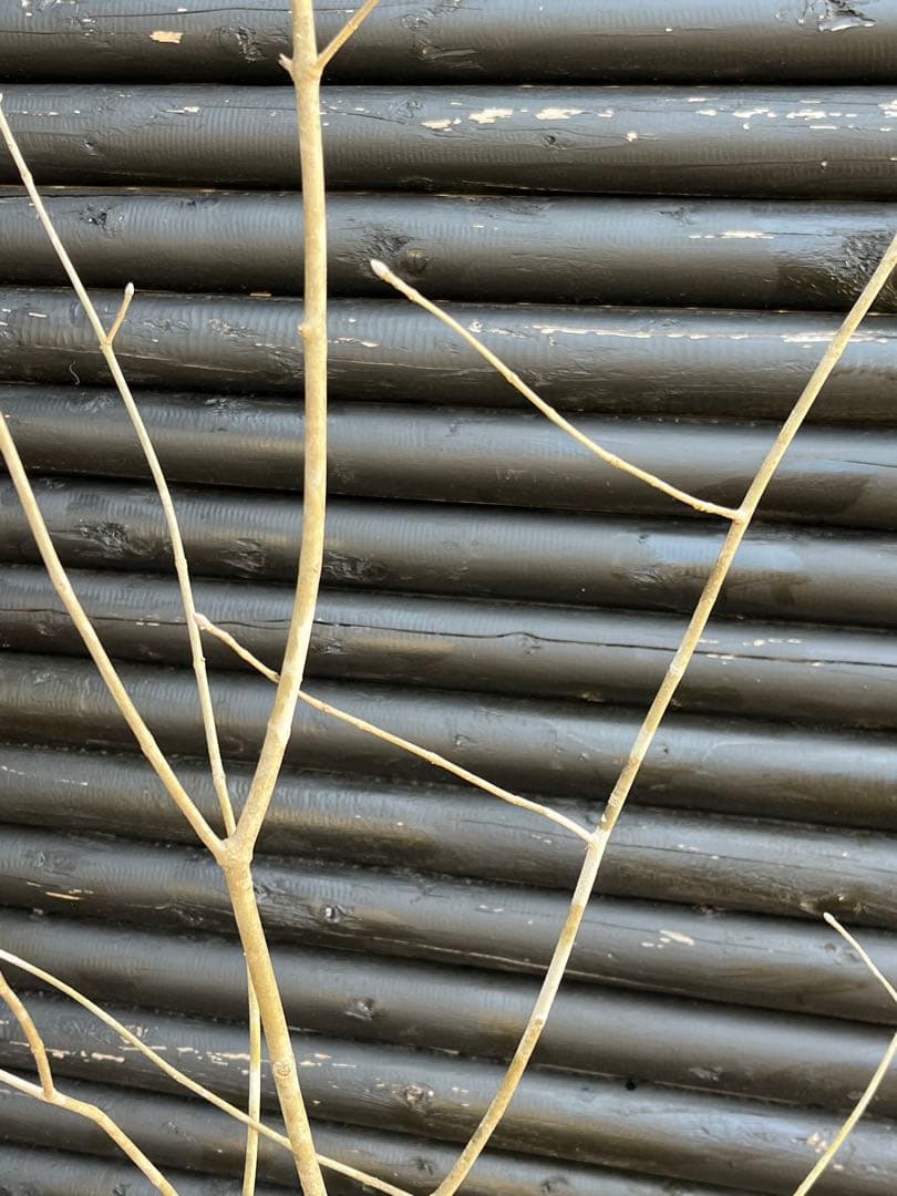 山採り天然　アオダモ　山紅葉混合株　14