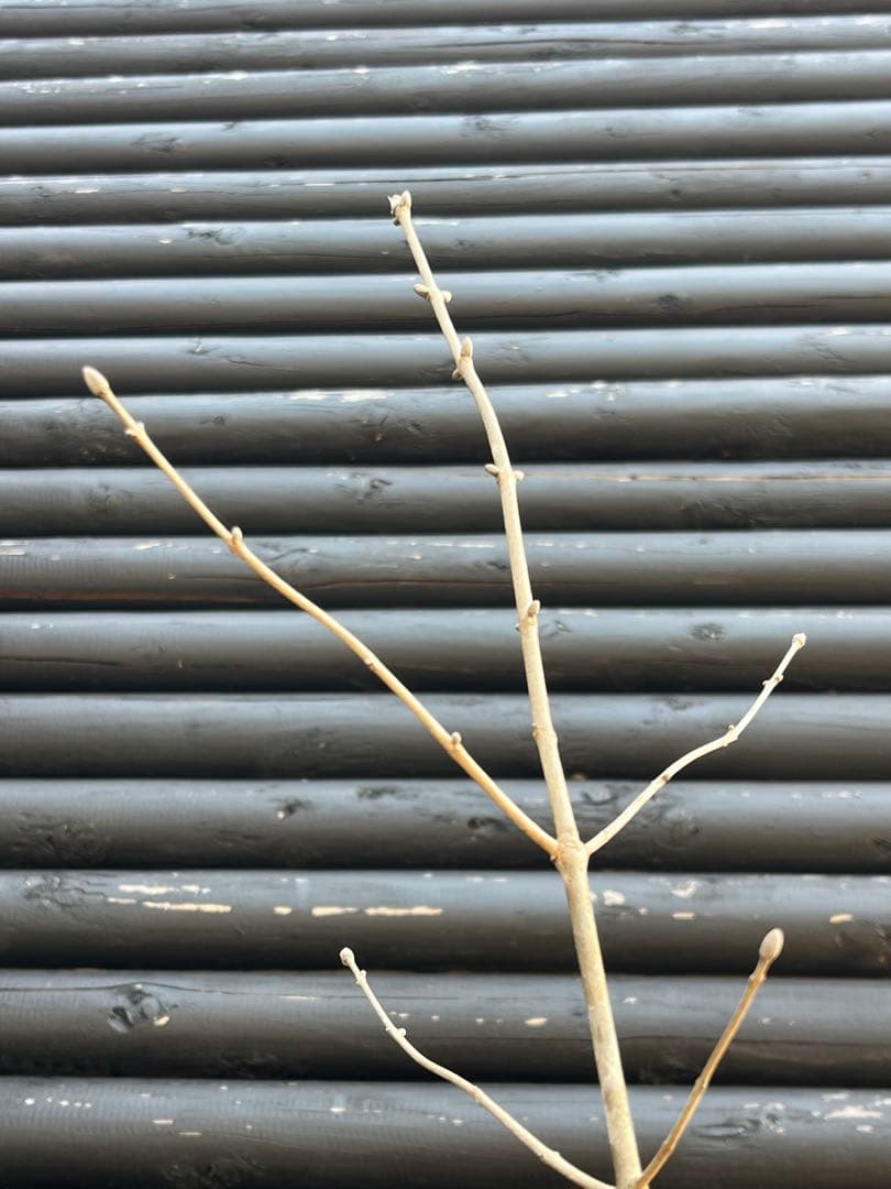 山採り天然　アオダモ　山紅葉混合株　14