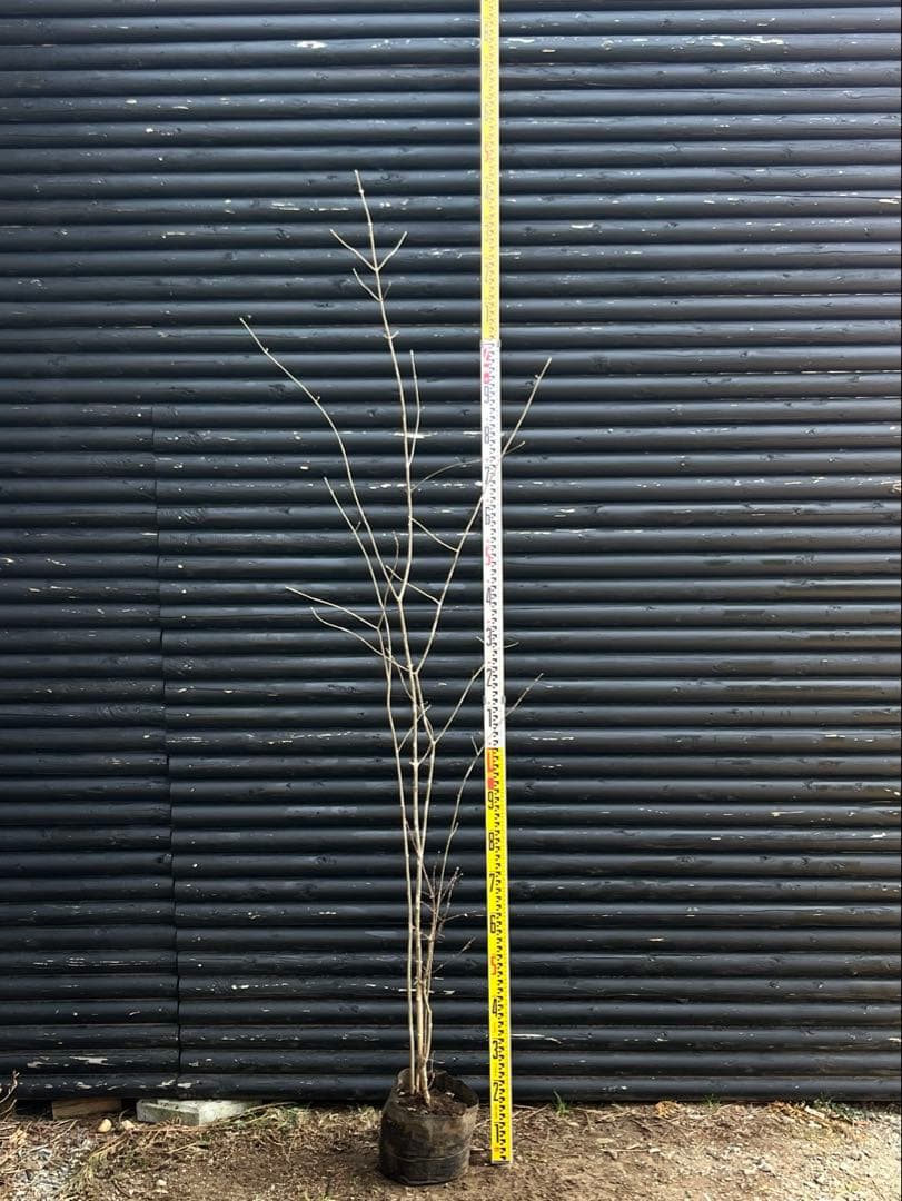 山採り天然　アオダモ　山紅葉混合株　14