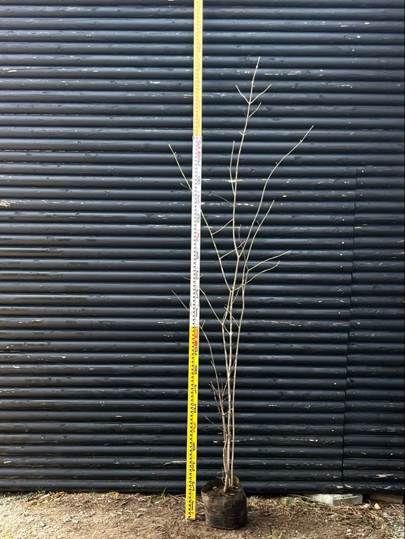 山採り天然　アオダモ　山紅葉混合株　14