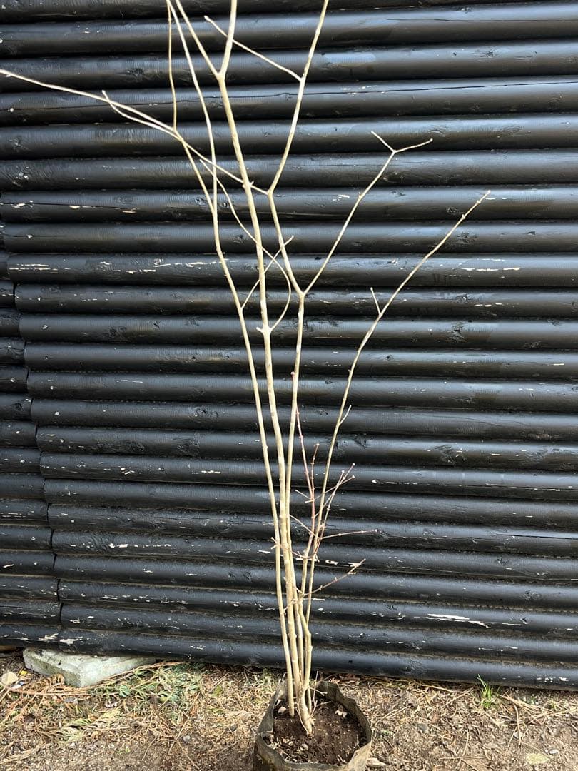 山採り天然　アオダモ　山紅葉混合株　14