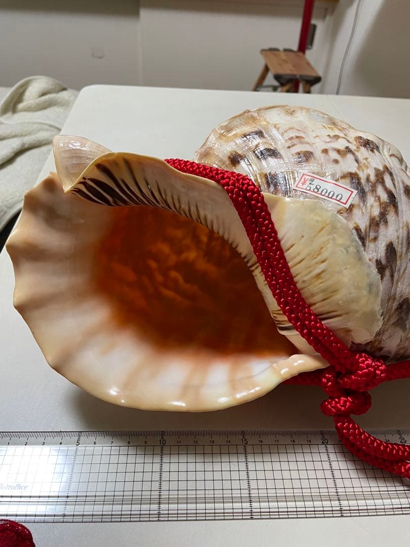 法螺貝　新品未使用　貝殻　標本