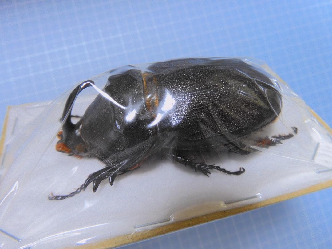 標本 Oryctes gigas 71mm 71mm very big