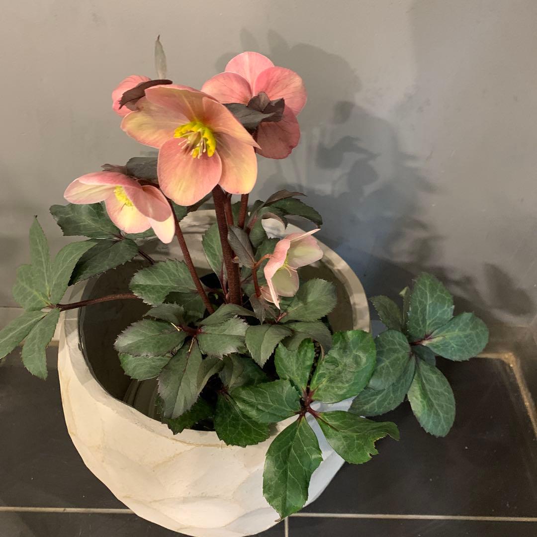 クリスマスローズ ピンクフロスト ファイバー鉢