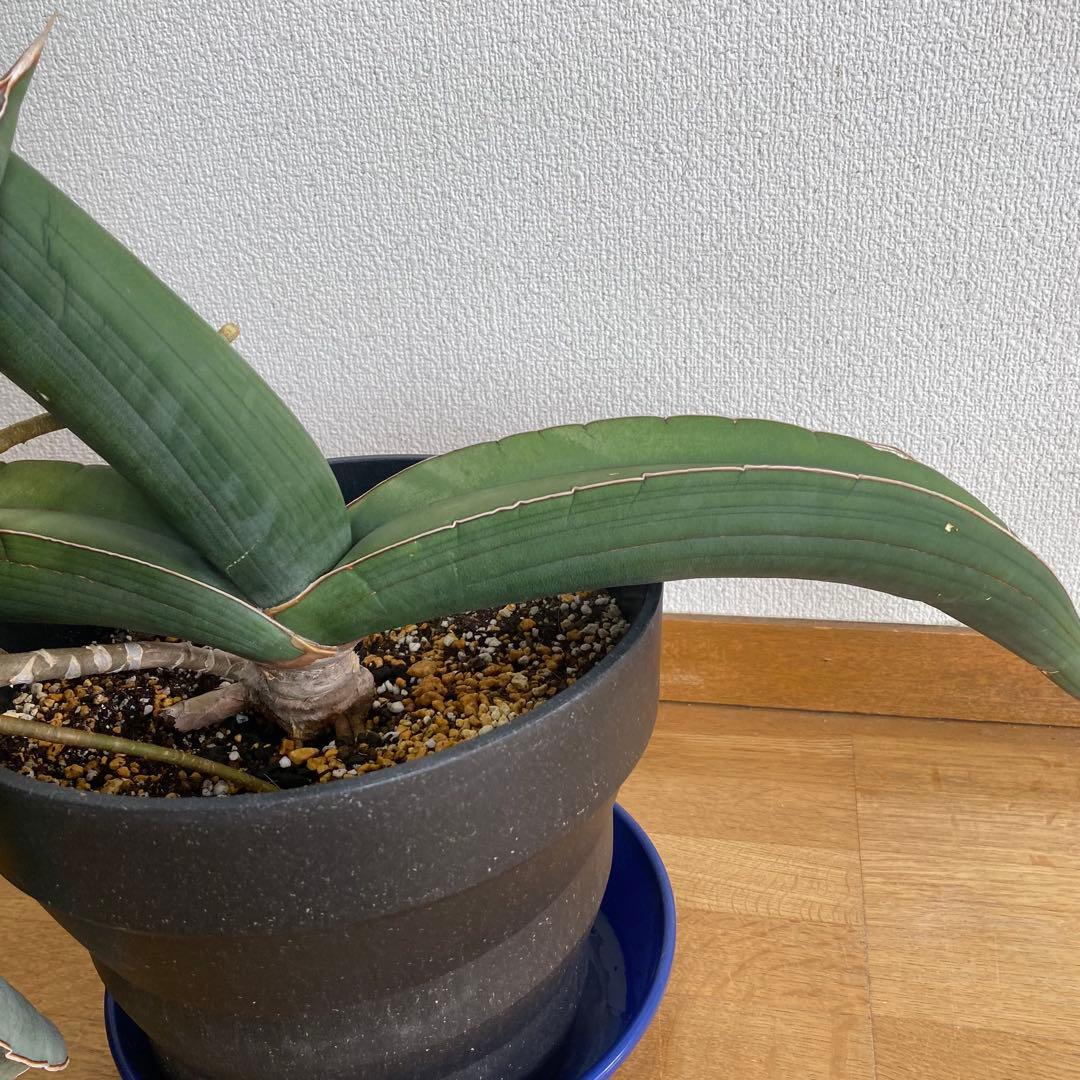 サンスベリア エーレンベルギー バナナ S.Banana