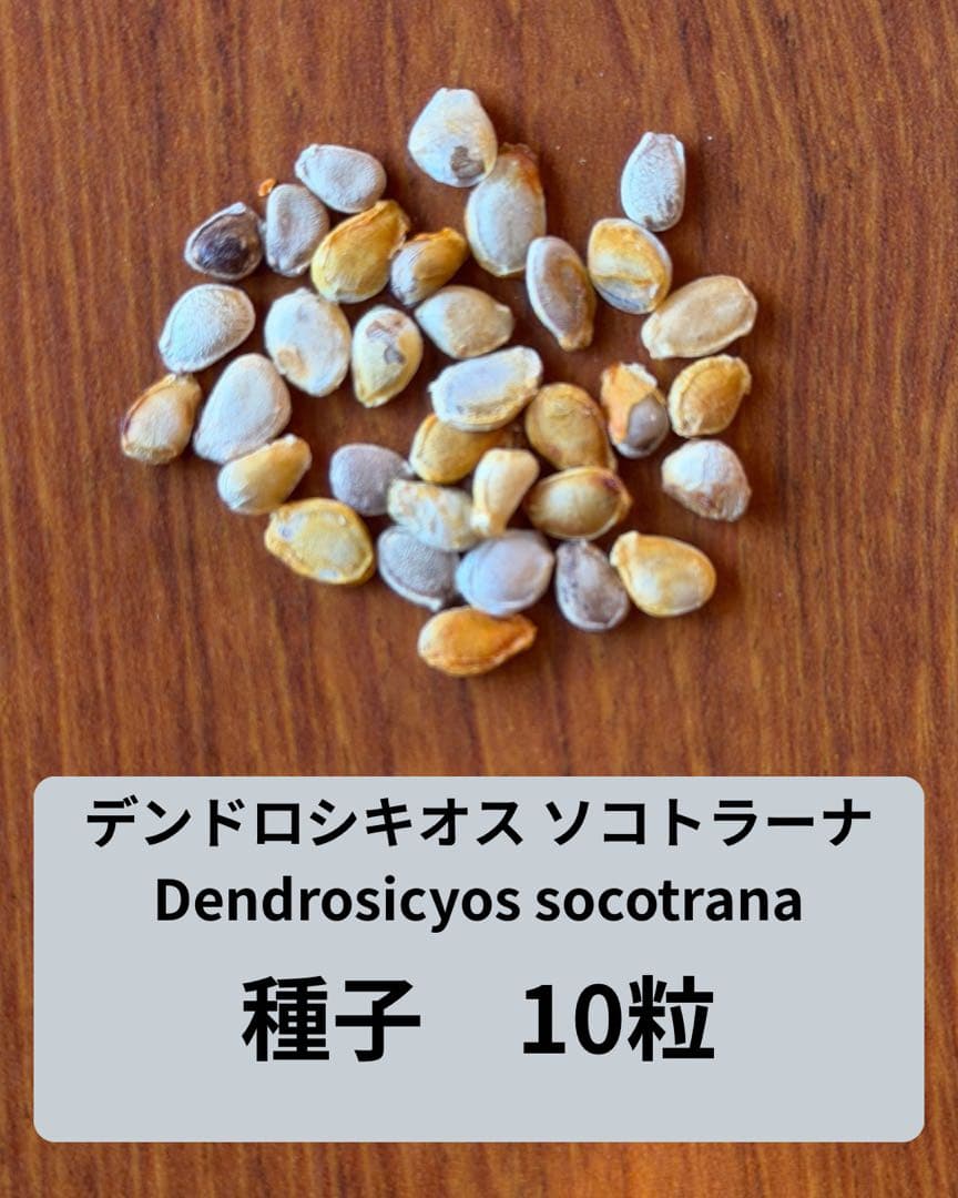 デンドロシキオス　ソコトラーナ　種子10粒