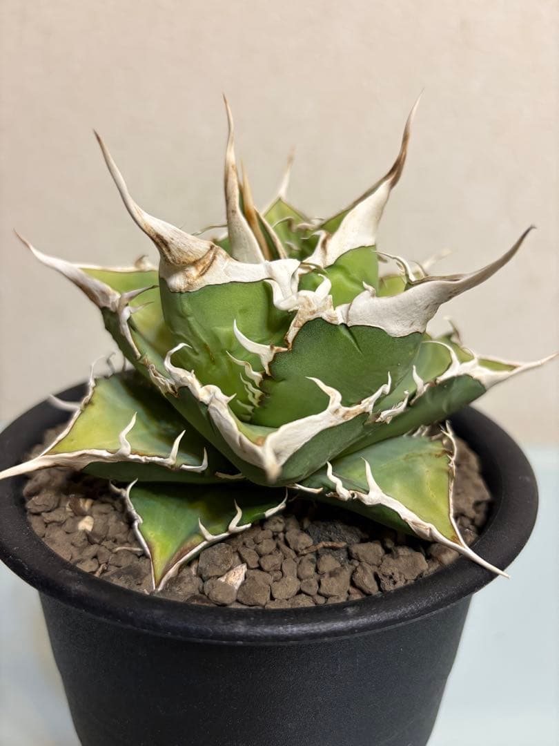 アガベ　オテロイ　実生　スーパーSSランク　ロングスパイン　選抜