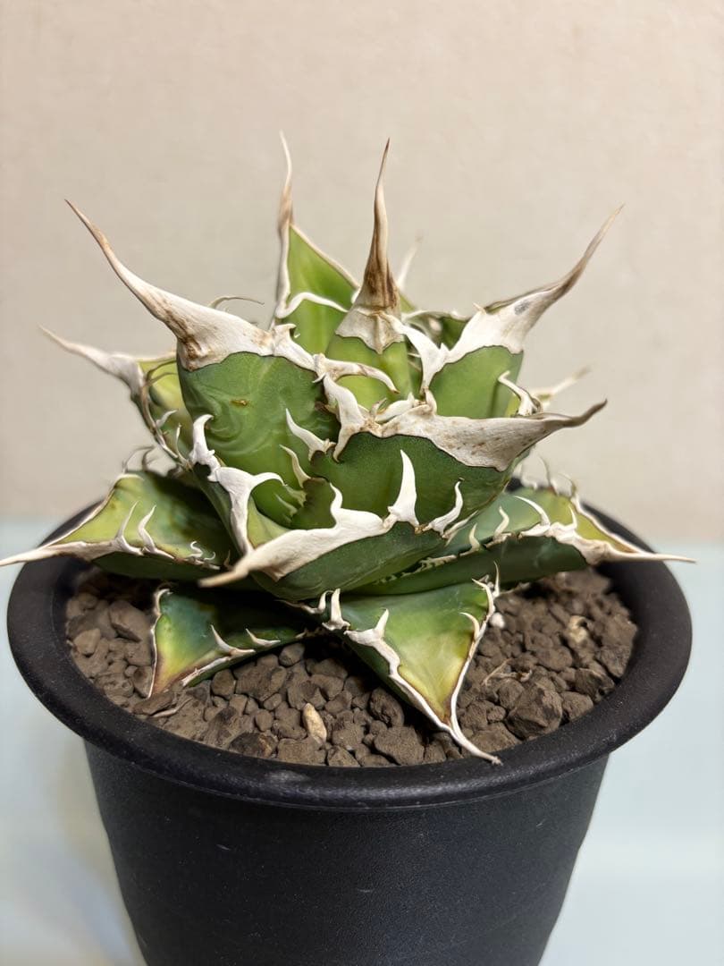 アガベ　オテロイ　実生　スーパーSSランク　ロングスパイン　選抜