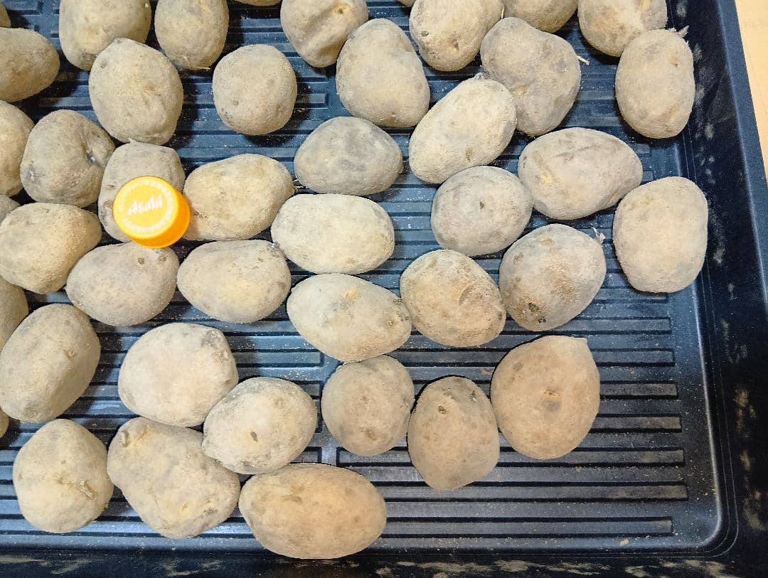 10kg m206 インカのめざめ 種芋