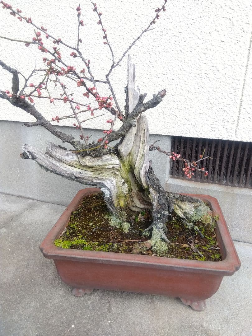 梅　古木　盆栽　15号陶器鉢つき　超幹太❗老株❗