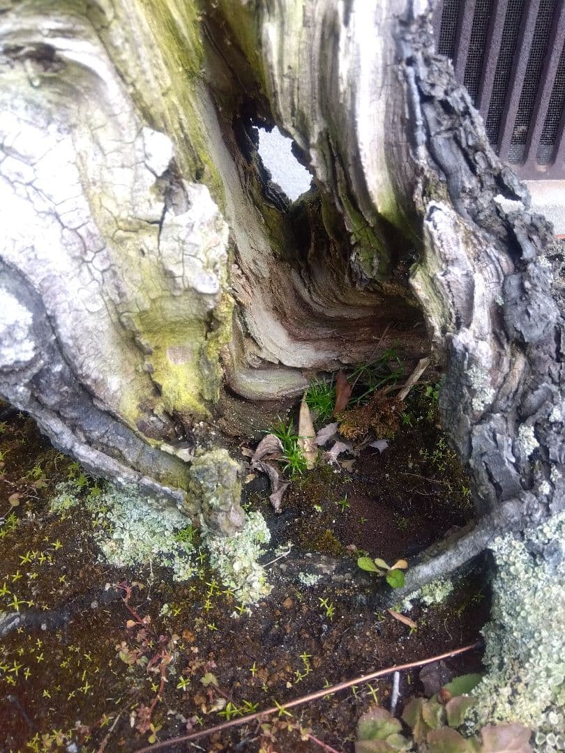 梅　古木　盆栽　15号陶器鉢つき　超幹太❗老株❗