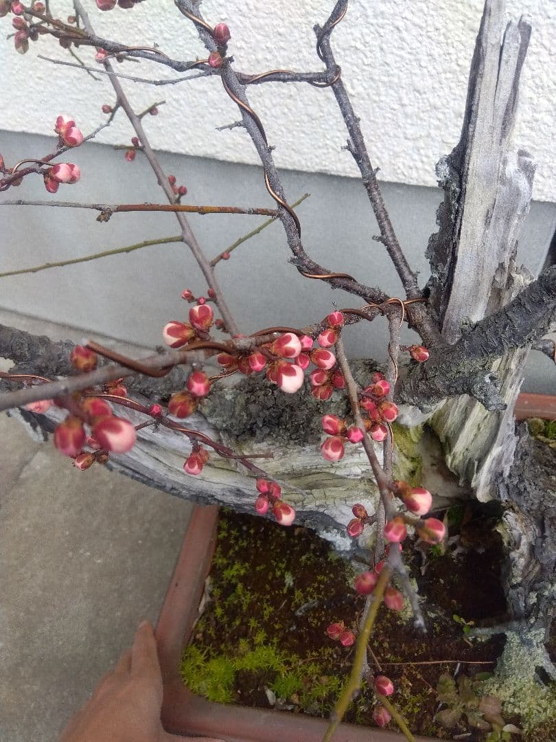 梅　古木　盆栽　15号陶器鉢つき　超幹太❗老株❗