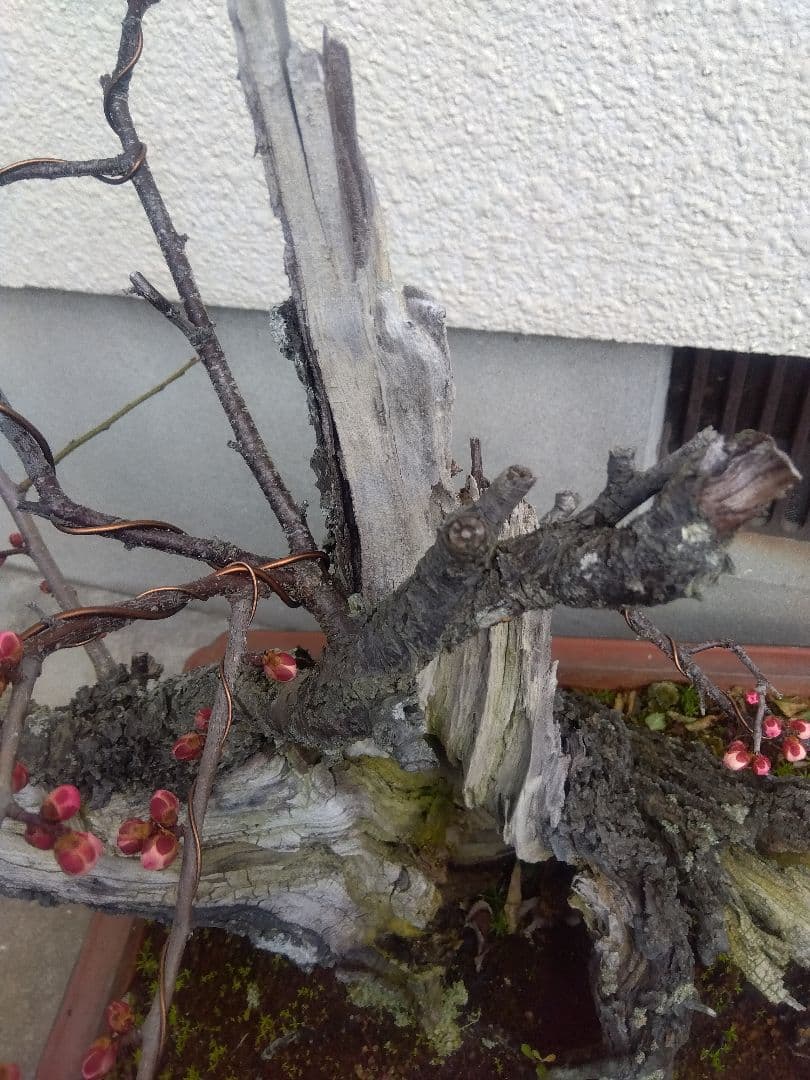 梅　古木　盆栽　15号陶器鉢つき　超幹太❗老株❗