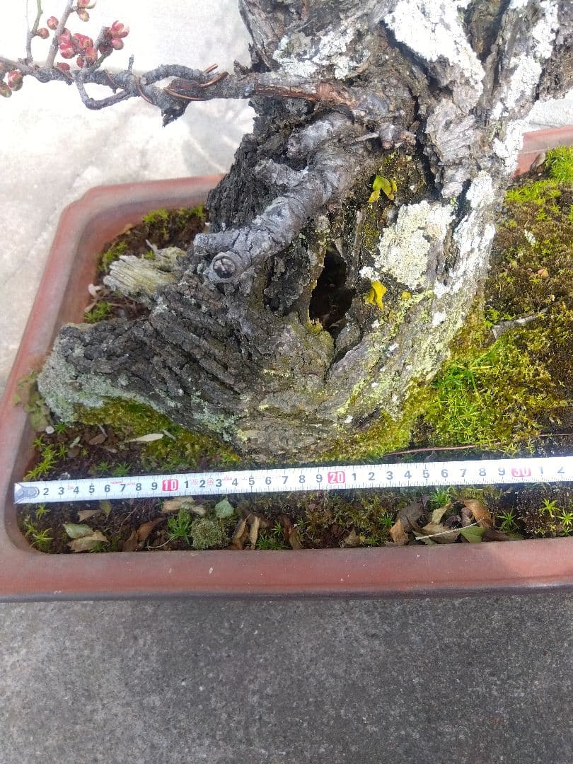 梅　古木　盆栽　15号陶器鉢つき　超幹太❗老株❗