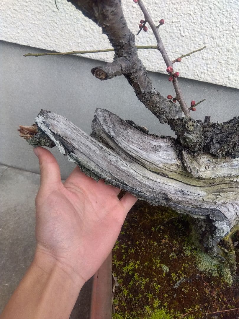 梅　古木　盆栽　15号陶器鉢つき　超幹太❗老株❗