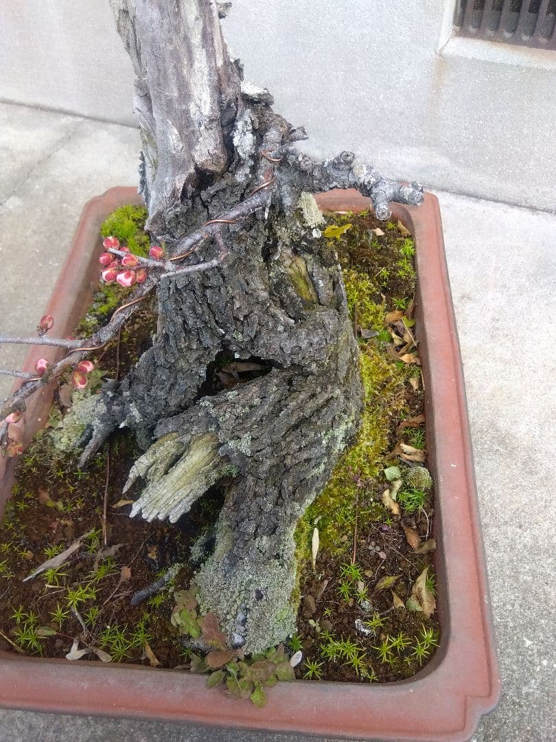 梅　古木　盆栽　15号陶器鉢つき　超幹太❗老株❗