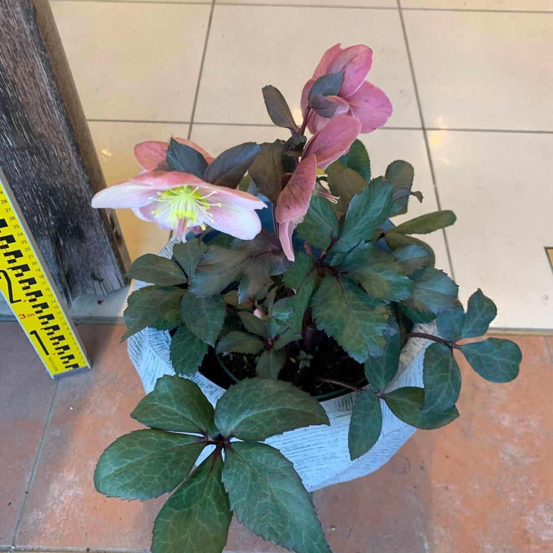 クリスマスローズ ピンクフロスト ファイバー鉢